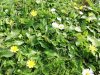Fleurs-du-jardin