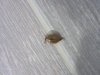 UNADJUSTEDNONRAW_thumb_d205