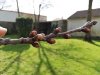 bourgeons-et-fleurs-du-poirier-2-stades-dévolution-2
